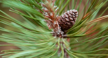Borovice zežloutne - naléhavá pomoc